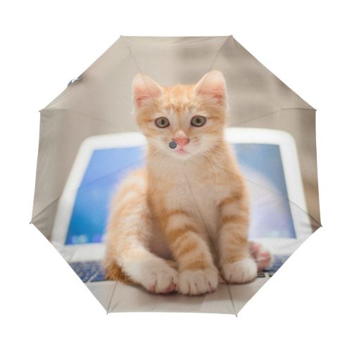 Paraguas Gato Computadora