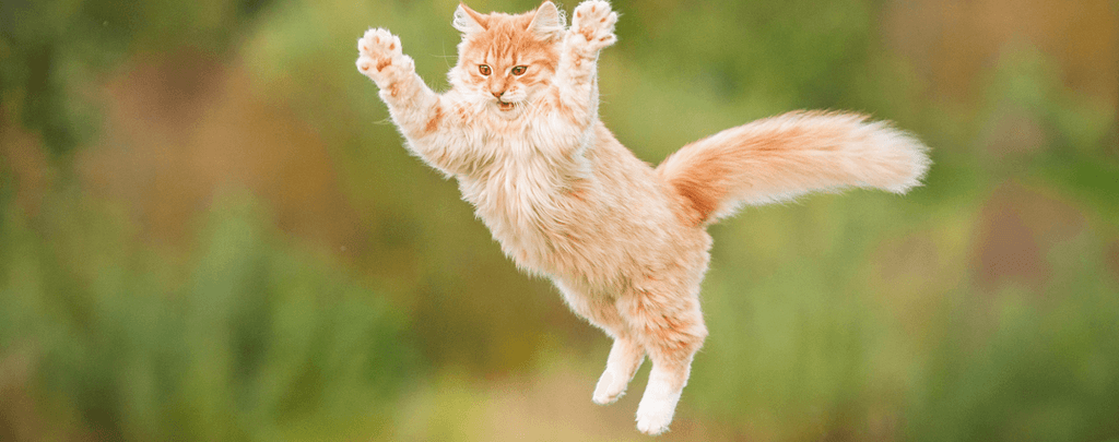 chaton qui saute