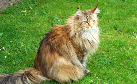 gato león siberiano