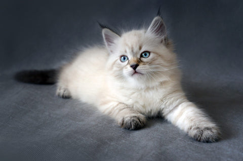 lindo gato siberiano